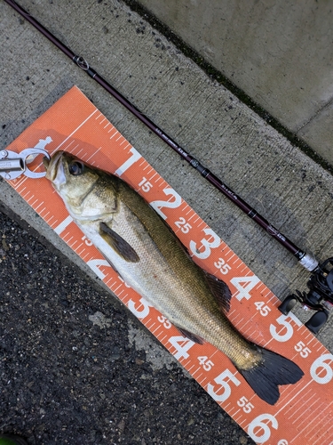 シーバスの釣果