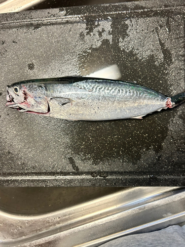 サバの釣果