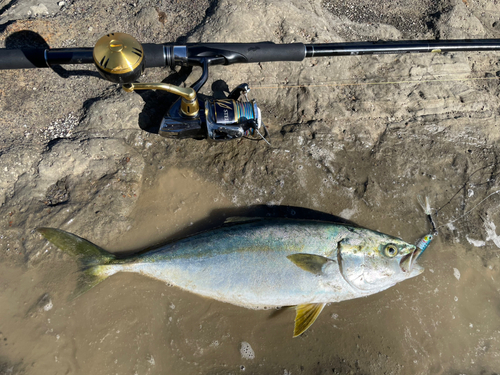 イナダの釣果