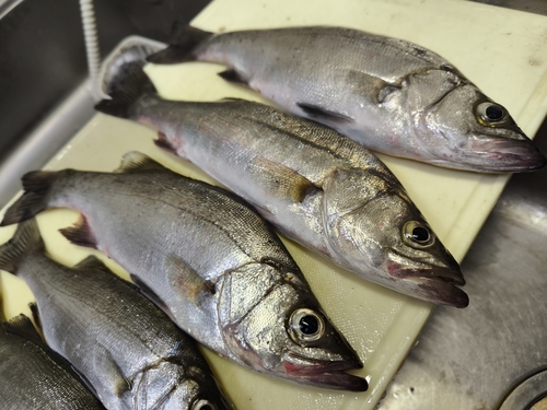 フッコ（ヒラスズキ）の釣果