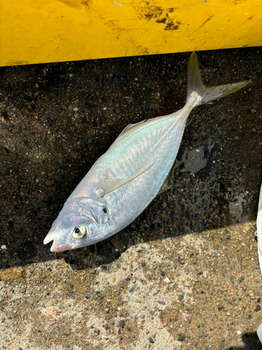 シマアジの釣果