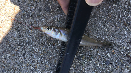 シロギスの釣果