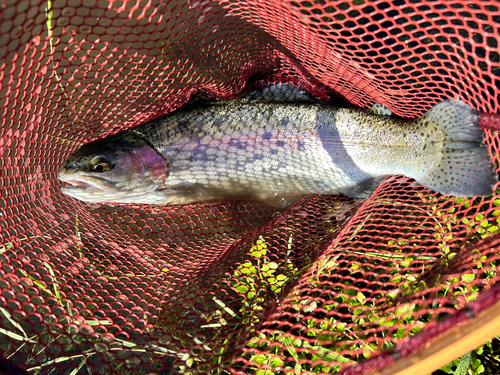 トラウトの釣果