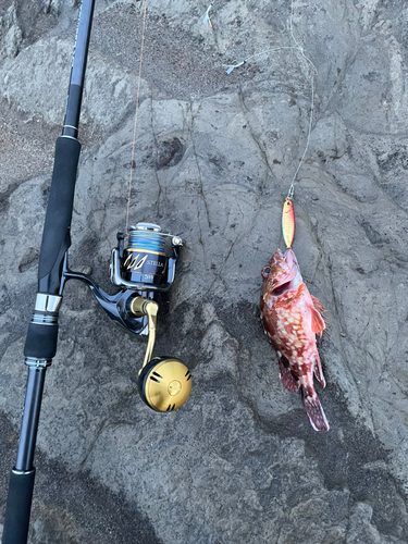 カサゴの釣果