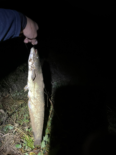 ナマズの釣果