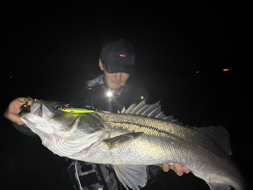 スズキの釣果