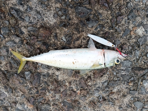 マサバの釣果