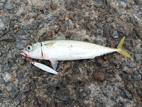 マサバの釣果