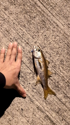 クロムツの釣果