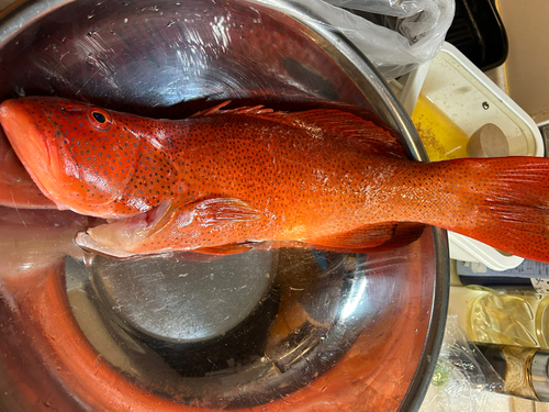 アカジンミーバイの釣果