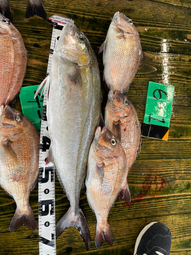 カンパチの釣果