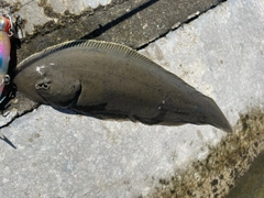 シタビラメの釣果