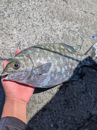 イスズミの釣果