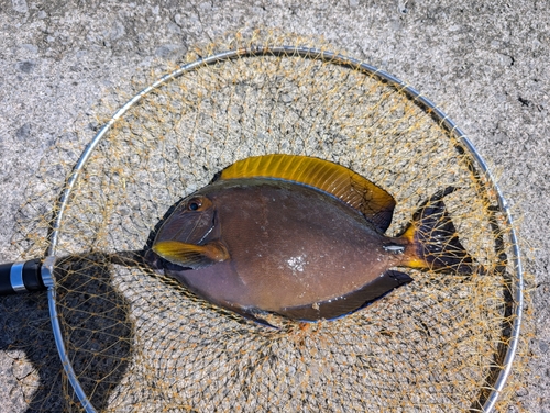 ニセカンランハギの釣果