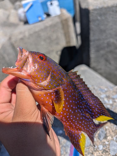 ナガジューミーバイの釣果