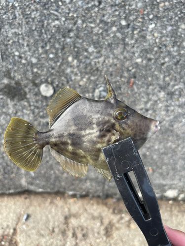 カワハギの釣果