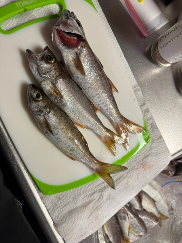 ムツの釣果