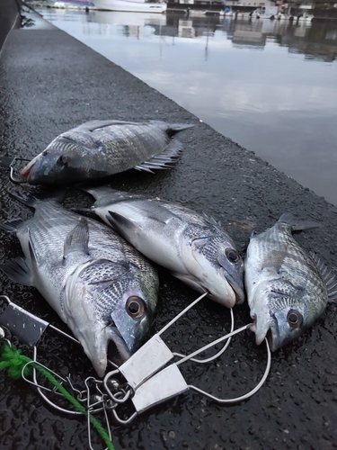 チヌの釣果