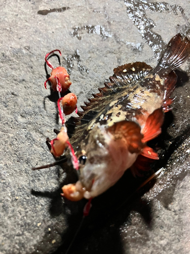 アイゴの釣果