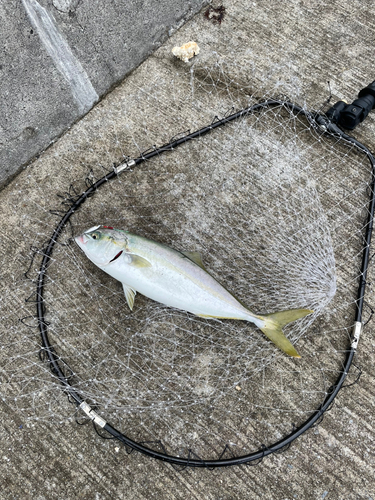 イナダの釣果