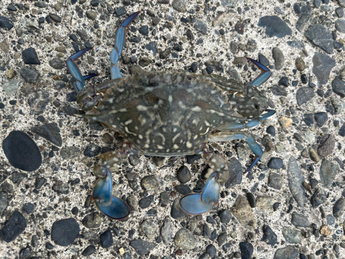 カニの釣果