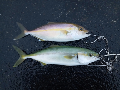 ツバスの釣果