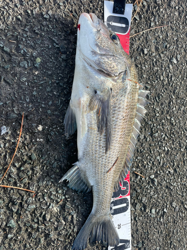 表浜名湖