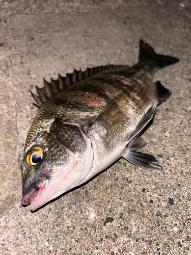 クロダイの釣果