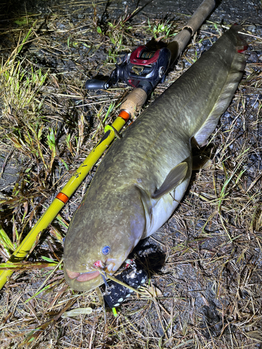 ナマズの釣果