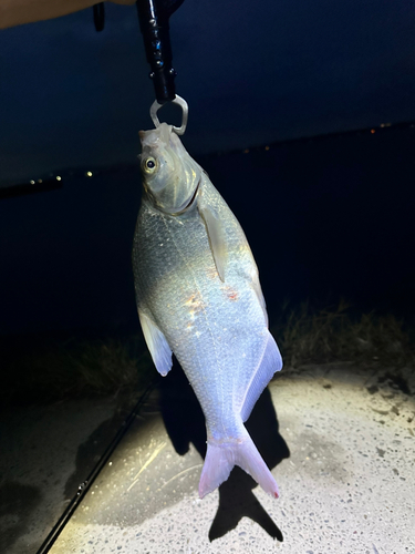 アメリカナマズの釣果