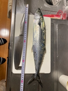 サゴシの釣果