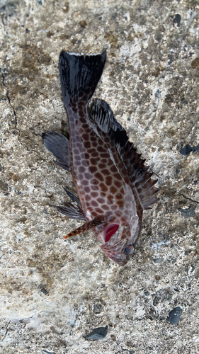 オオモンハタの釣果