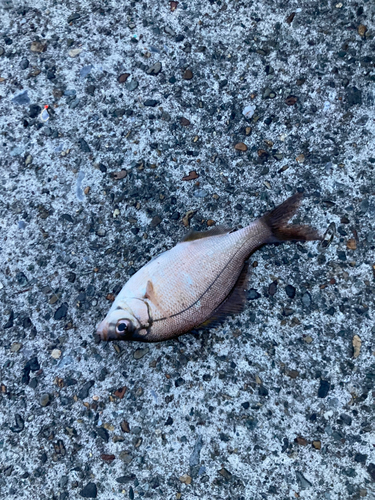 ウミタナゴの釣果