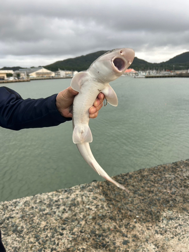 西浦漁港