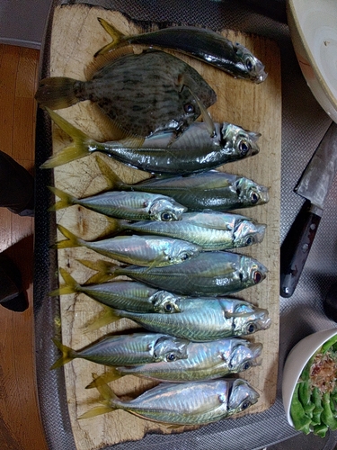 アジの釣果