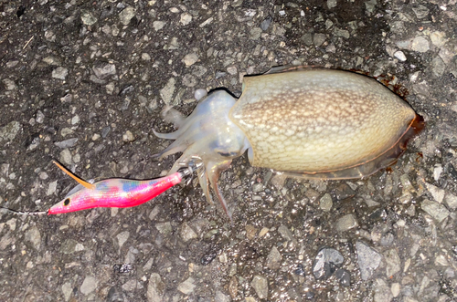 タチウオの釣果