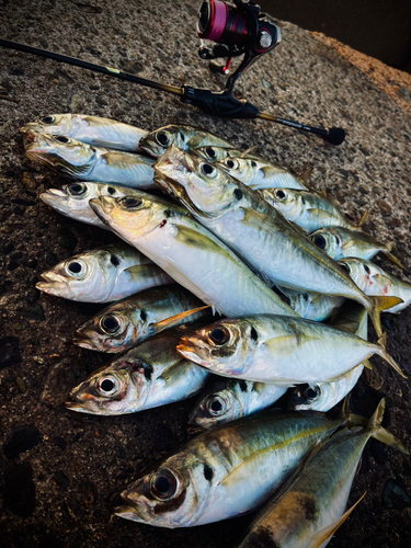 アジの釣果