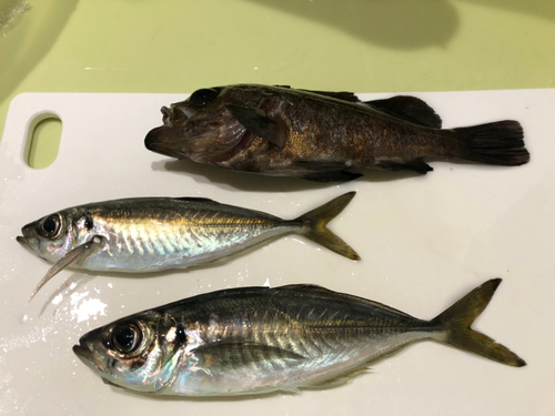 アジの釣果