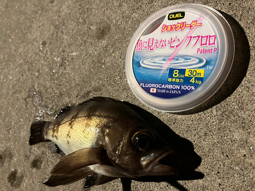 メバルの釣果