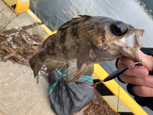 メバルの釣果