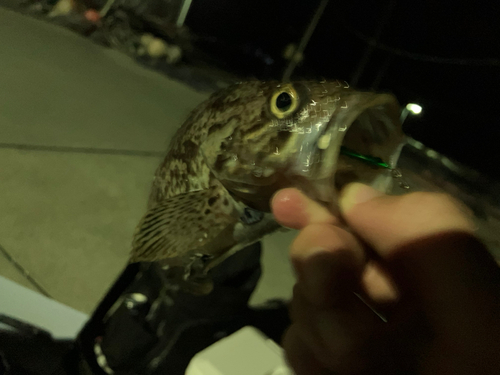 クロソイの釣果