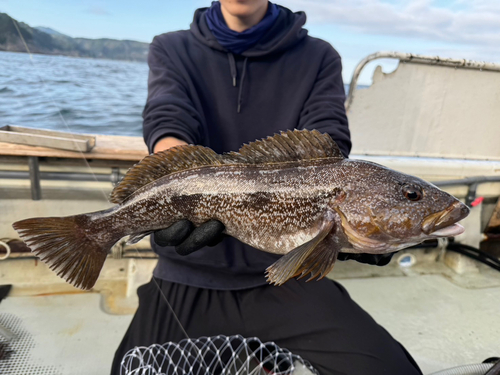 アイナメの釣果