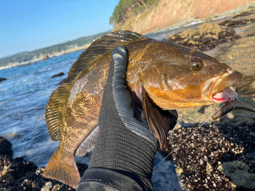 アイナメの釣果