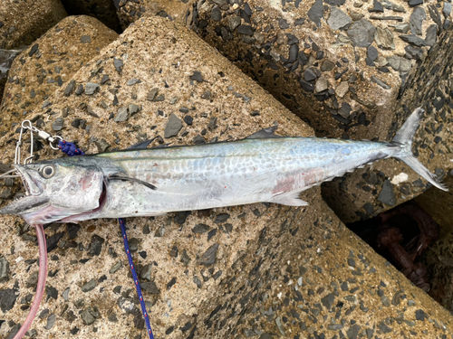 サゴシの釣果