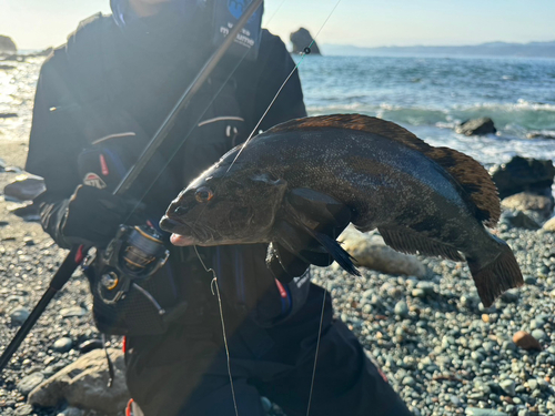 アイナメの釣果