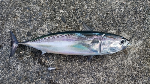 マルソウダの釣果