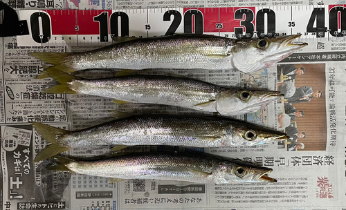 カマスの釣果