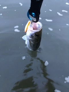 セイゴ（マルスズキ）の釣果