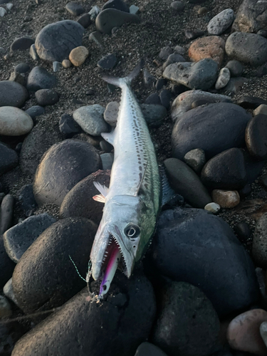 サゴシの釣果