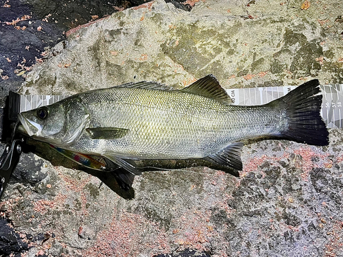 ヒラスズキの釣果